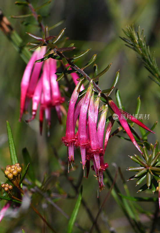 澳大利亚本土红五角的美丽管状花，Styphelia tubiflora, erica科，Epacridoideae亚科。新南威尔士州东部沙质土壤上的石南和硬叶林特有